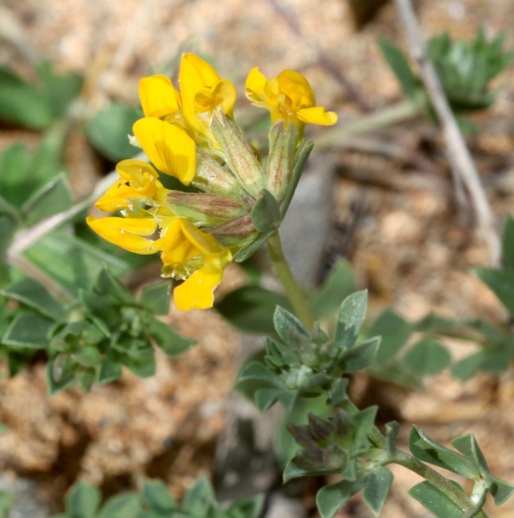 Fabaceae:  Lotus cytisoides (Complesso di)